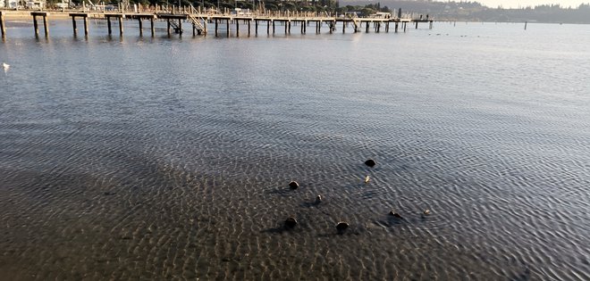 Biologi ugotavljajo, da so leščurji v našem morju še zdravi. Foto Boris Šuligoj