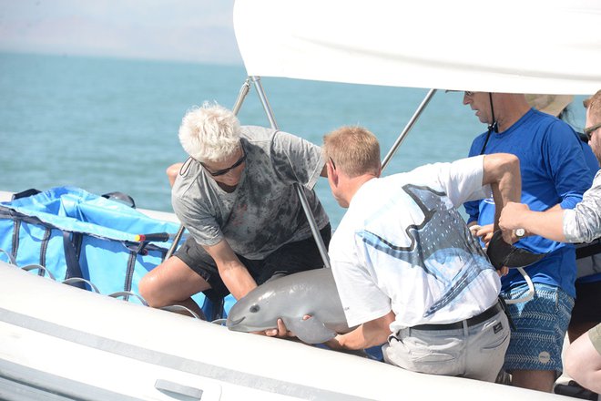 Vaquita (majhna krava), vrsta delfina, je tudi zaradi morskih vročinskih valov zelo ogrožena ob Kalifornijski obali. FOTO: Reuters