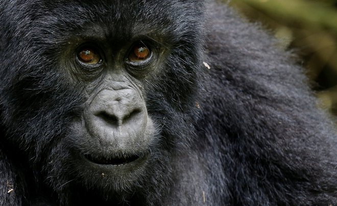 Ogrožena gorska gorila v Ruandi. FOTO: REUTERS/Thomas Mukoya