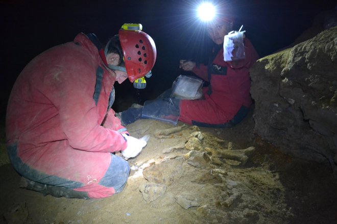 Raziskovalci predvidevajo, da so bili jamski medvedi verjetno videti kot zelo veliki in okorni rjavi medvedi, ki so se prehranjevali pretežno z rastlinsko hrano. FOTO: Biotehniška Fakulteta