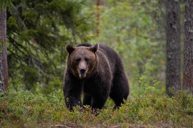 &raquo;Pripravljeni smo dati medveda vsaki državi, ki zanj zaprosi, težava pa je, da prav velikega zanimanja zanje ni,&laquo; pravi Peter Skoberne. FOTO: Shutterstock