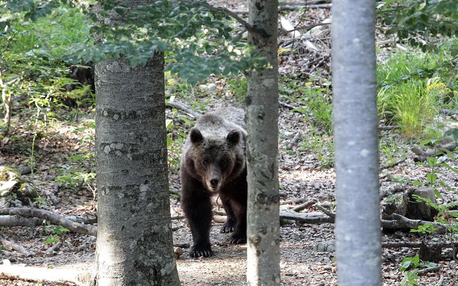 Odstrela medvedov ni mogoče argumentirati z družbeno sprejemljivostjo, je odločilo upravno sodišče. FOTO: Ljubo Vukelič/Delo