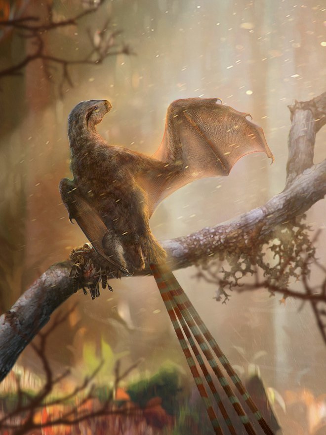 Tako je bil verjetno videti Ambopteryx longibrachium. FOTO: Chung-Tat Cheung/Institute of Vertebrate Paleontology and Paleoanthropology/Chinese Academy of Sciences/Reuters