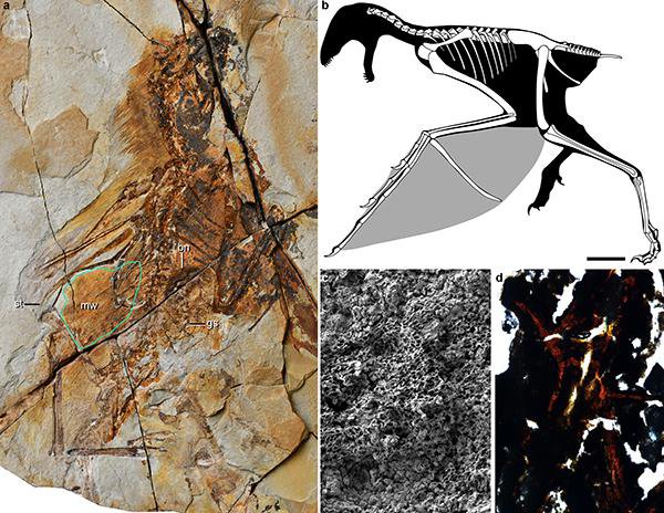 Fosil Ambopteryx longibrachium FOTO: Min Wang