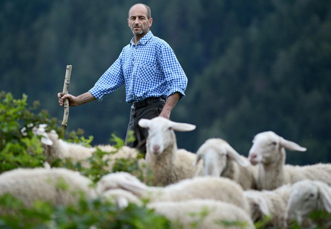 O drobnici bo govor. O ovcah in pastirjih ter o tem, kdo ali kaj smo mi. FOTO: Matej Družnik/Delo