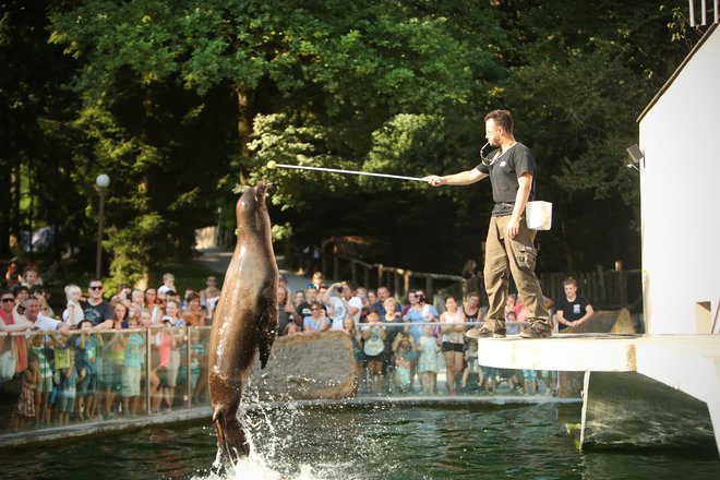 Inšpekcija bi dopustila zadrževanje prostoživečih živali in njihovo gojitev le za programe ohranjanja vrst, prikazovanje teh živali v živalskih vrtovih pa z namenom ozaveščanja javnosti. Živalski vrt Ljubljana ima okrog 305.000 obiskovalcev na leto, četrtina se jih udeleži vsaj kakšnega od pedagoških programov. Sodelujejo s člani evropske in svetovne zveze živalskih vrtov, v Sloveniji tudi z živalskim vrtom Sikalu. FOTO: Jure Eržen/Delo