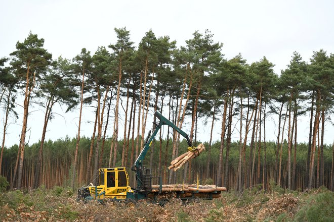 Že začeto krčenje gozda za Teslino tovarno v Grünheideju pri Berlinu v Nemčiji so ustavile pritožbe okoljevarstvenikov. FOTO: Annegret Hilse/Reuters