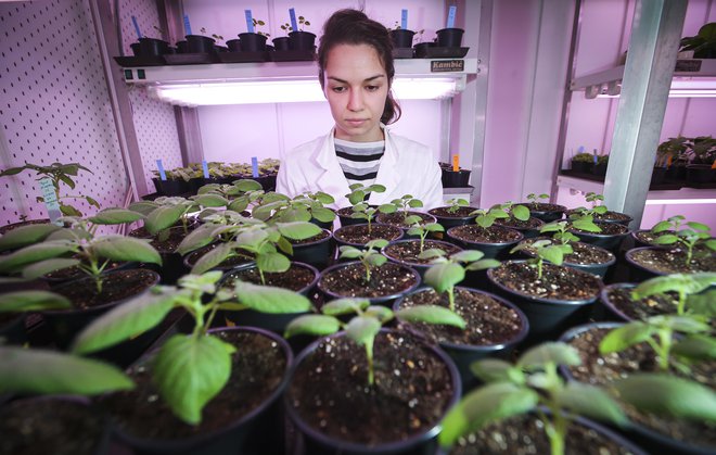 Mlada raziskovalka Olivera Maksimović Carvalho Ferreira v laboratoriju za analizo hrane ob mladih rastlinah krompirja. Foto Jože Suhadolnik