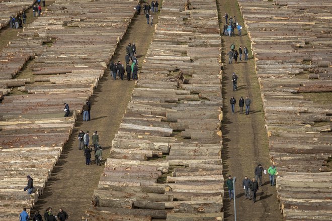 Najkvalitetnejši les so kupili kupci iz Nemčije in Italije, največ lesa pa Kitajci. FOTO: Voranc Vogel/Delo