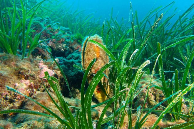 Leščurji so naši mali koralni grebeni, na katerih cveti življenje&shy; več deset drugih morskih organizmov. Izguba enega leščurja zamaje obstoj na desetine drugih bitij. FOTO: Shutterstock
