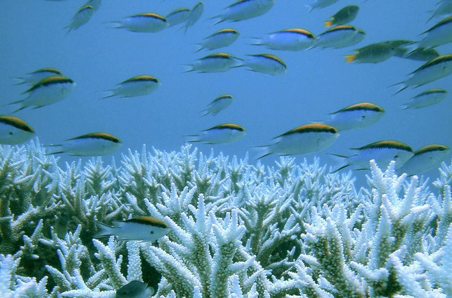 Korale zaradi toplejše in bolj zakisane vode prekinejo simbiotsko življenje z algami, zato nato počasi odmirajo. FOTO: Reuters