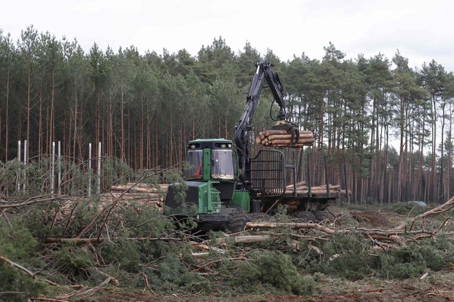 Krčenje gozda za Teslovo gigatovarno pri Berlinu se lahko nadaljuje. FOTO: Odd Andersen/Afp