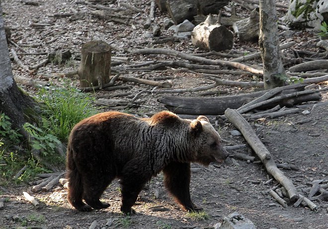 Predlog novele zakona o interventnem odstrelu bistveno zvišuje kvoto za odstrel zveri. Foto Ljubo Vukelič