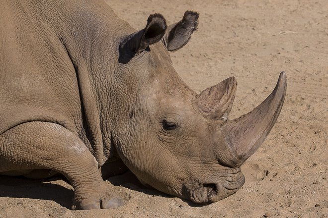 Nekdanji nosorogi so bili podobni današnjim, ko mnogim vrstam grozi izgon iz tega raja. FOTO: Reuters