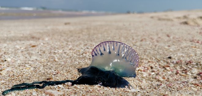 Nevarna portugalska ladjica – pekoča meduza. Foto Boris Šuligoj