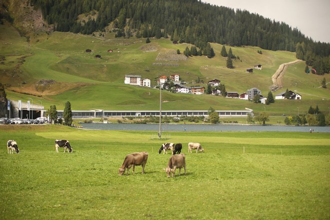 Evropa kot celota je izgubila pet milijonov hektarjev polj, kar je malo več kot ozemlje Švice. FOTO: Jure Eržen/Delo