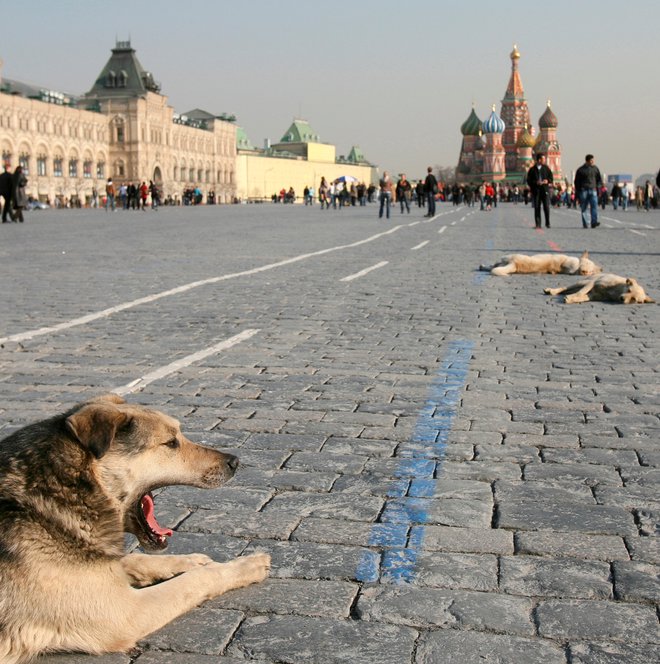 V Moskvi v strahu pred širjenjem koronavirusa pobijajo potepuške pse. Svetovna zdravstevna organizicaija opozarja, da dokazov, da bi psi lahko širili virus, ni. FOTO: Denis Sinyakov/Reuters