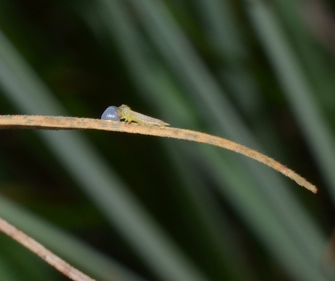 Gosenica Barjanskega okarčka, ki bo kot buba preseljena na Barje. FOTO: Tatjana Čelik