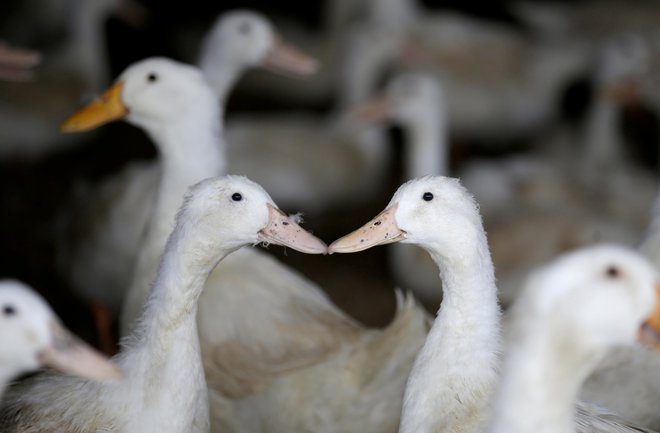 Peking je na mejo s Pakistanom poslal 100.000 rac. FOTO: Jason Lee/Reuters