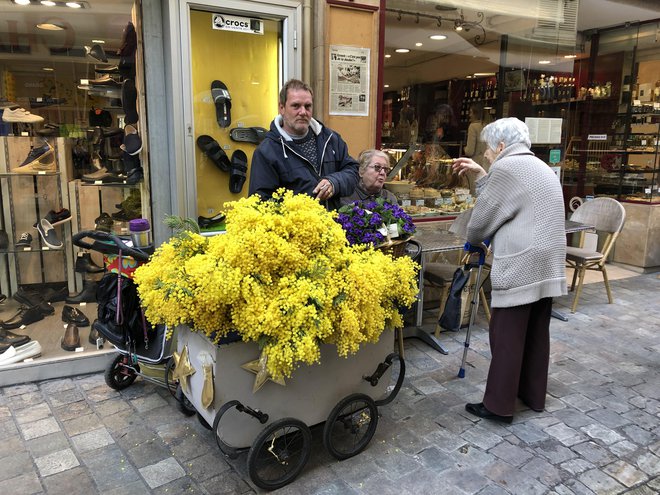 Medtem ko je pri nas na ulicah v rokah žensk še vedno videti rdeče nageljne, ki veljajo za nekakšen simbol delavskega razreda, je v Italiji ta cvet mimoza. FOTO: Mimi Podkrižnik