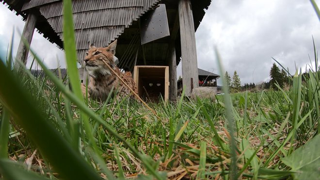 Vse oči (od daleč) so bile uprte v Doruja. FOTO: Vjekoslav Skledar