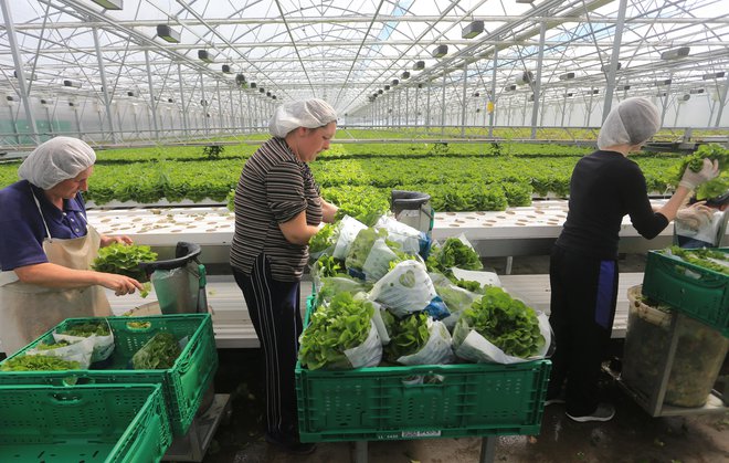 Ljutomersko podjetje PanOrganic so našli celo predstavniki družbe Plenty, ki je v lasti najbogatejšega zemljana Jeffa Bezosa. FOTO: Tadej Regent