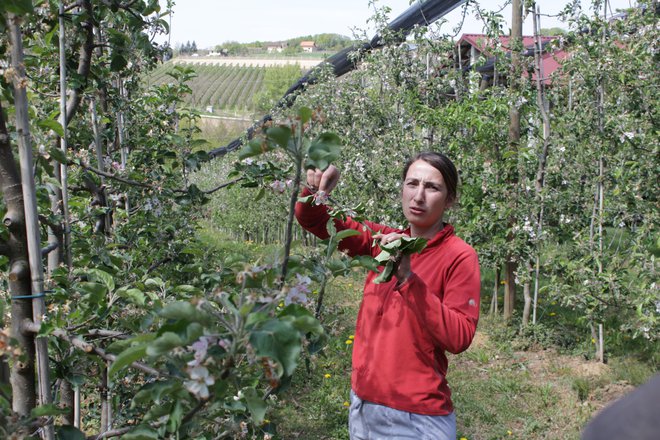 Zelo zgodnje cvetenje sadnega drevja lahko pripelje do katastrofalne pozebe, kakršna je bila leta 2017 po vsej Sloveniji. Na posnetku sadovnjak Novakovih v Ivanovcih na Goričkem, v katerem tisto leto ni bilo skoraj nič pridelka. FOTO: Jože Pojbič/Delo