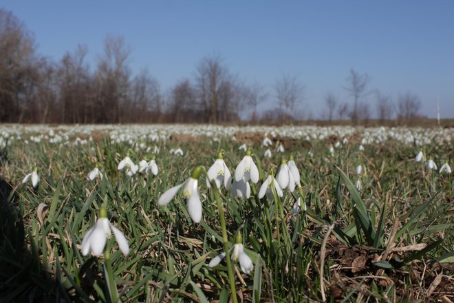 Tudi leta 2017 so zvončki zacveteli mesec dni prej kot običajno. In sledila je katastrofalna pozeba. FOTO: Jože Pojbič/Delo