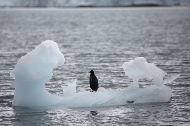 Antarktične vrste imajo zaradi specializacije zelo malo manevrskega prostora za prilagajanje posledicam podnebnih sprememb. FOTO: Alexandre Meneghini/Reuters