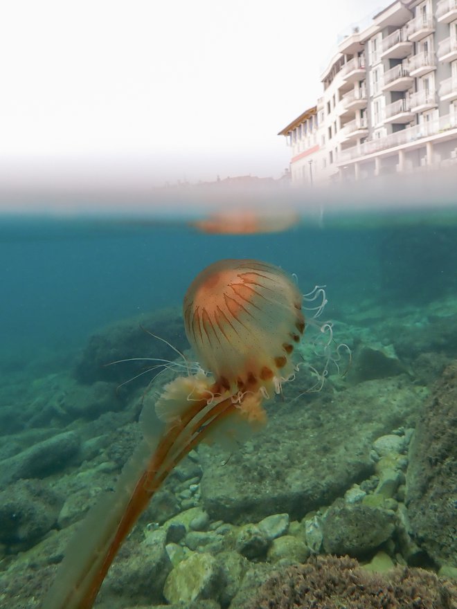 To kompasno meduzo v morju pred hotelom Piran je v preteklih dneh v svoj objektiv ujela dr. Manja Rogelja, strokovna vodja Akvarija Piran. Kompasna meduza je v našem morju najbolj ožigalkarsko razpoložena in kopalci si srečanje z njo zelo dobro zapomnijo. Lahko bi si jo ogledali v akvariju, vendar je seveda tudi piranski akvarij do nadaljnjega zaprt. FOTO: Manja Rogelja