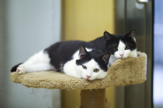 Že jutri vrata odpirajo nekatere trgovine za male živali. FOTO: Jože Suhadolnik/Delo