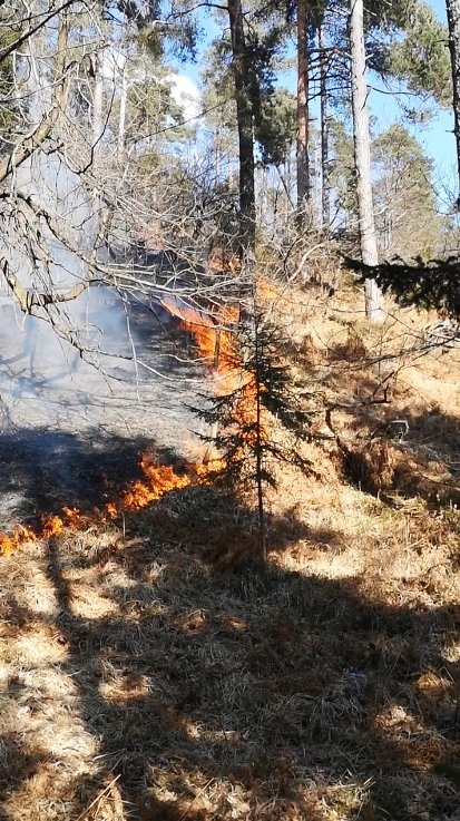 Požar na Šentviškem hribu je zajel podrast in gozd. FOTO: Facebook