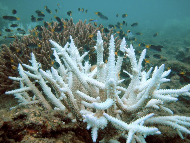 Beljenje koral Velikega koralnega grebena se pojavlja čedalje pogosteje. FOTO: Acropora/British Wikipedia