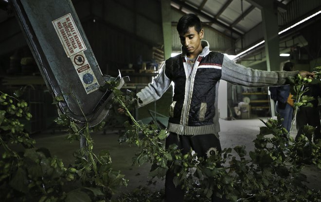 Na hmeljiščih do velike noči potrebujejo tisoč sezonskih delavcev. Zaradi zaprtih meja jih je v državi za zdaj le okoli 400.<br />
FOTO: Jože Suhadolnik/Delo