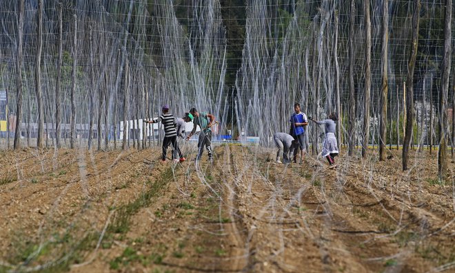 Sezonski delavci večino časa preživijo na hmeljiščih. V trgovino sme le eden iz skupine. FOTO:Tadej Regent/Delo