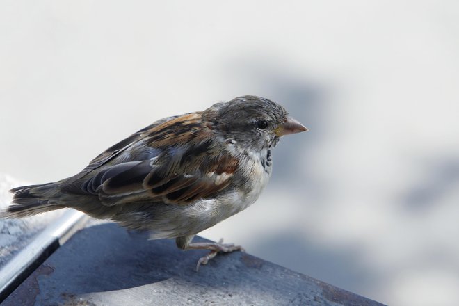Vrabci so bili lani najbolj pogosto opaženi. FOTO: Leon Vidic/Delo