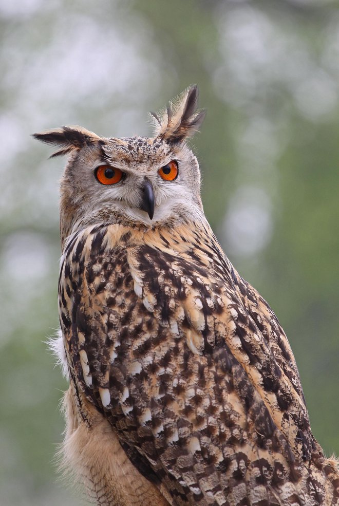 Velika uharica FOTO: Tomaž Mihelič&nbsp;