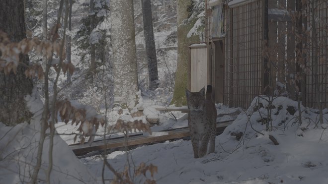 Katalin pred oboro na Snežniku. FOTO: Kawka/Life Lynx