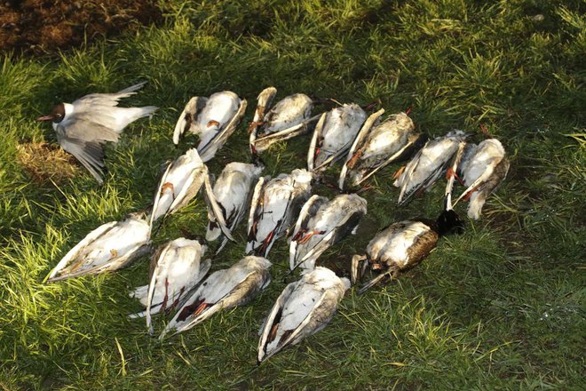 Preiskave tkiv rečnih galebov še potekajo, končni rezultati bodo predvidoma znani jutri. FOTO: Matej Gamser