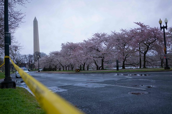 Washingtonsko simfonijo češnjevih cvetov je mogoče virtualno videti v vsem razkošju in krhkosti, kot naša življenja. FOTO: Alex Edelman/AFP