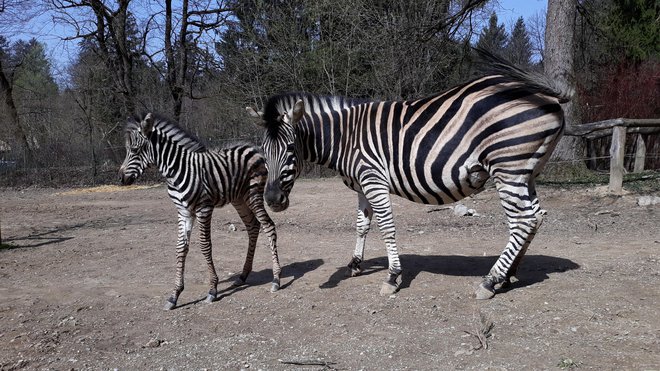 Zebra, ki se je skotila očetu Biliju in mami Srečki, je dobila ime Sanaa, kar v svahiliju pomeni umetnina. FOTO: Robert Prašnikar