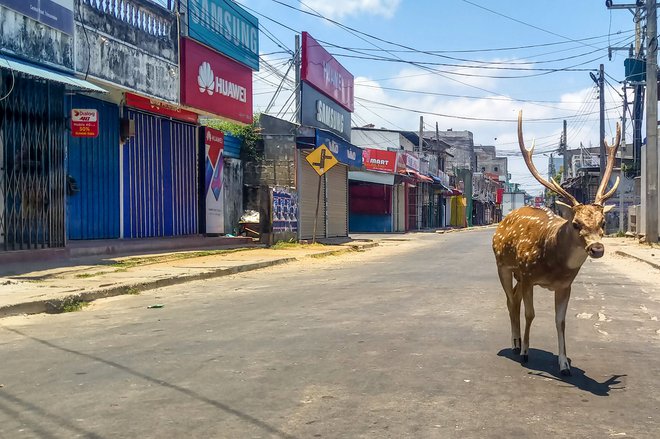 V vseh državah, v katerih so mesta zaradi koronavirusa v karanteni, opažajo, da se po ulicah sprehajajo divje živali.&nbsp;Foto: Afp