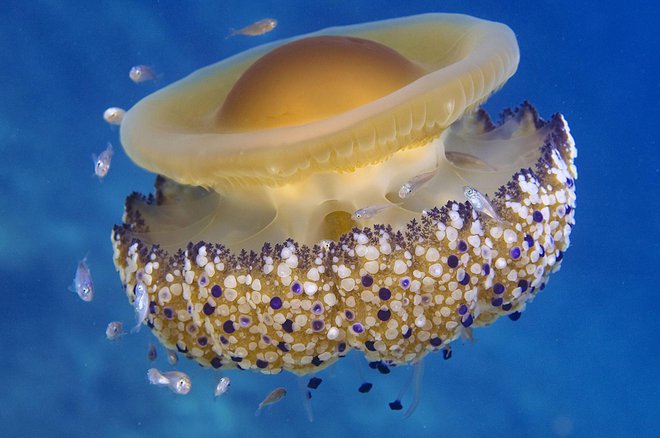 Morska cvetača je prav gotovo ena najslikovitejših meduz v našem morju in prijazna do kopalcev, ker jih kljub vesoljskemu videzu ne ožge. FOTO: Arhiv Dela