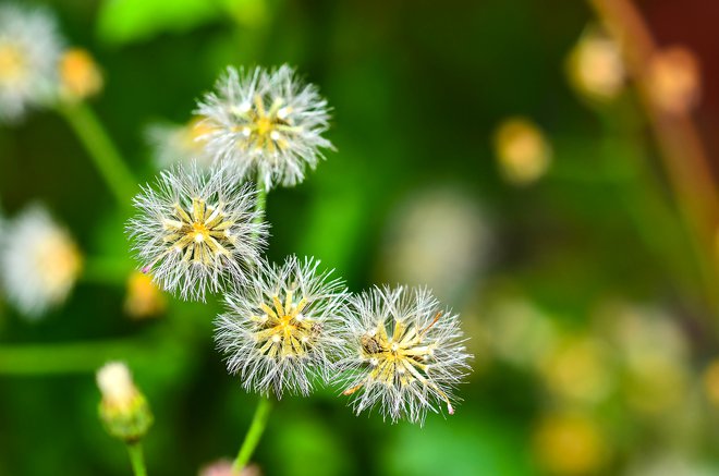 Pomlad je za alergike naporen letni čas. FOTO: Shutterstock