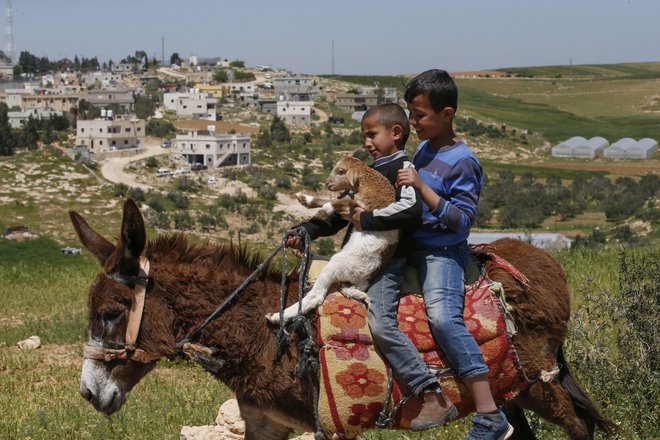 V palestinski vasi Al-Ramadin jugozahodno od Hebrona dečka jezdita osla, mlajši pa v rokah drži jagnje. PHOTO: Hazem Bader/AFP<br />
&nbsp;