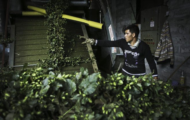 Hmeljarji iz Savinjske doline bodo po petnajstih letih prvič ostali brez zadostnega števila sezonskih delavcev iz tujine. FOTO:&nbsp; Jože Suhadolnik