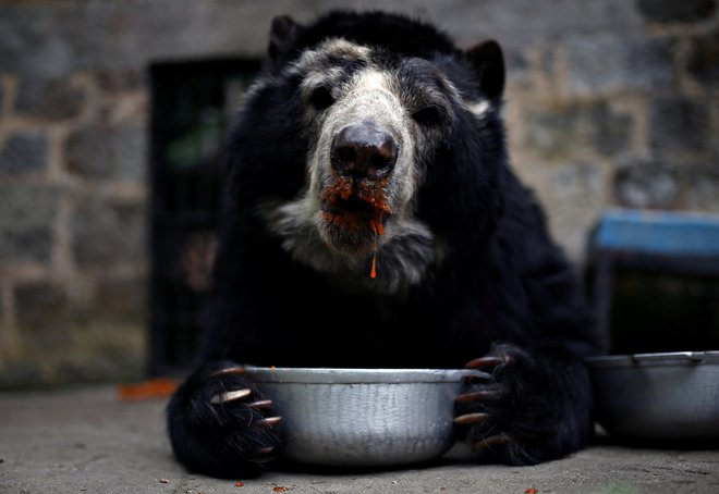 Živali v živalskih vrtovih so zaradi koronakrize vedno bolj lačne. Na sliki medved očalar v živalskem vrtu v Santa Cruzu 8. aprila letos.&nbsp; FOTO: Luisa Gonzalez/Reuters