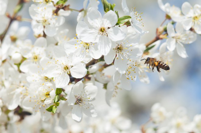 Ko je vladni objem popustil, je popustila tudi češnja.&nbsp; Foto Shutterstock