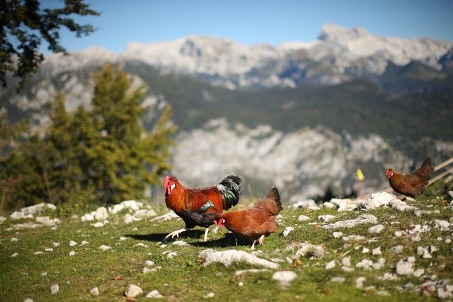 Narava številne vsebine že podaja z obliko svojih snovi. Tudi v politiki se izraža ta njen značaj. Slovenija ima, na primer, obliko kokoši. Foto Jure Eržen