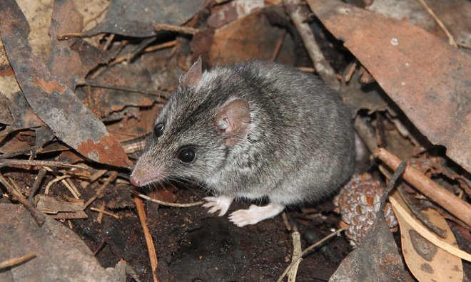 Miši podoben zverski vrečar <em>Sminthopsis aitkeni</em> živi samo na Kengurujskem otoku v Avstraliji in je zaradi gozdnih požarov skoraj izumrl. FOTO: Peter Hammond/Kangaroo Island Land for Wildlife